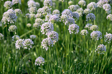 Ornamental onion flowers