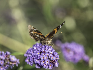 Painted Lady butterfly