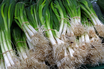 Bunches of fresh spring green scallion onions
