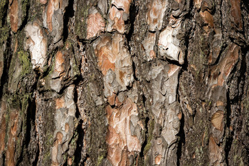 The pine bark, texture