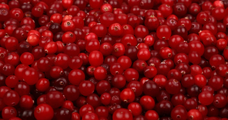 Fresh red ripe cranberries background low angle