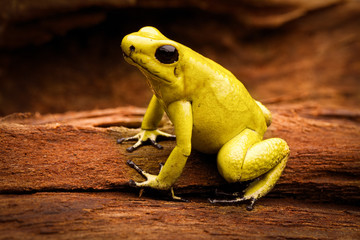 Fototapeta premium poisonous frog Phyllobates terribilis from the tropical Amazon rain forest of Colombia, a poisonous animal
