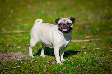 Pug dog.  dog portrait