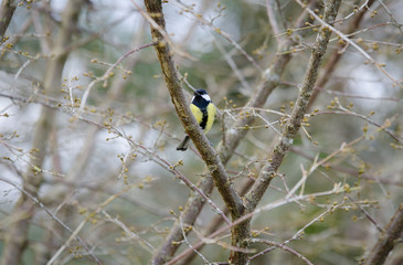 one great tit sitting in tree