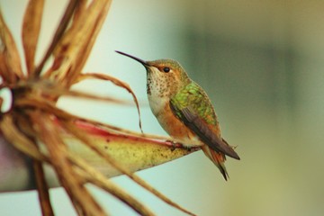 Fototapeta premium Adorable little hummingbird o a flower