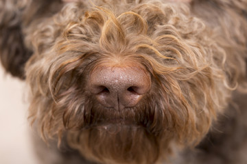 Close up shot of a dog's nose.