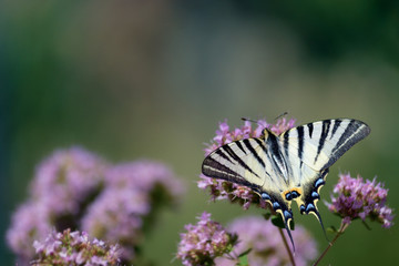 Purple flowers with a butterfly