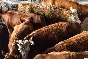 Naklejka premium Lots of cattle heaped up in a corral in the Mercado de Liniers,