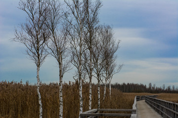 Birken an Holzbohlensteg in Schilfgebiet