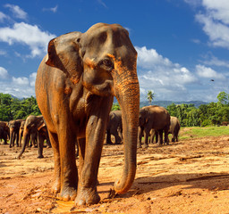 Fototapeta na wymiar Herd of elephants in the nature. Filter effect