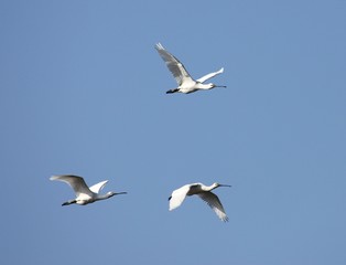 spatule blanche en vol,Platalea leucorodia
