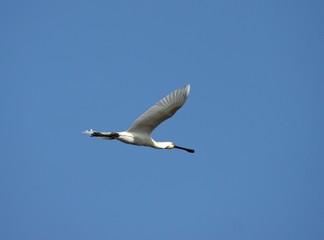 spatule blanche en vol,Platalea leucorodia