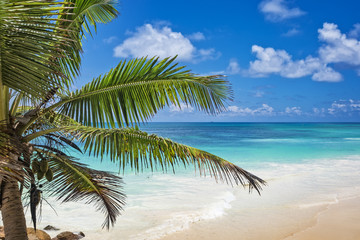 Palm tree leaves over blue ocean