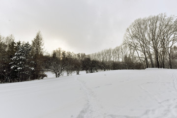 Winter cloudy day in the forest in the countryside - snow, trees