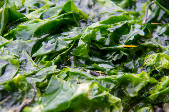 seaweed