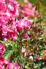 A delicate pink rose, the sort of Groundcover Fair Play.