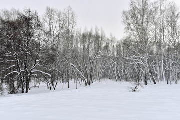 Winter cloudy day in the forest in the countryside - snow, trees