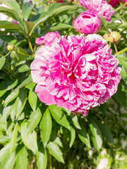 Flowers bright pink double peonies