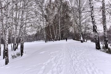 Winter cloudy day in the forest in the countryside - snow, trees