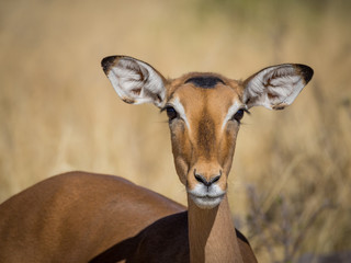 Closeup portrait of beautiful curious impala antelope with big ears and eyes in Moremi National Park, Botswana, Africa