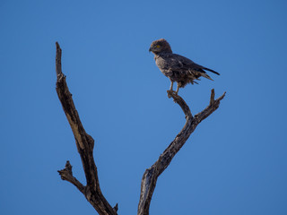 Portrait of African brown snake eagle looking over shoulder sitting on dead tree with blue sky, Moremi NP, Botswana