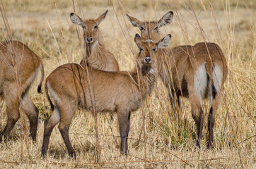 Naklejka na ściany i meble Small herd of water buck antelopes hiding in between tall dry grass in Pendjari NP, Benin
