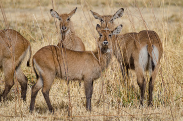 Small herd of water buck antelopes hiding in between tall dry grass in Pendjari NP, Benin