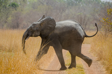 Young African elephant running across track in Pendjari National Park, Benin, Africa