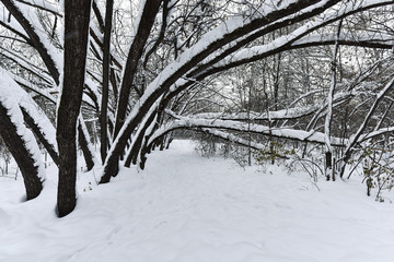 Winter cloudy day in the forest in the countryside - snow, trees