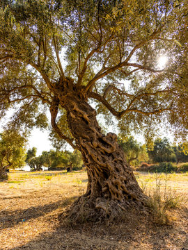 Stamm vom Olivenbaum
