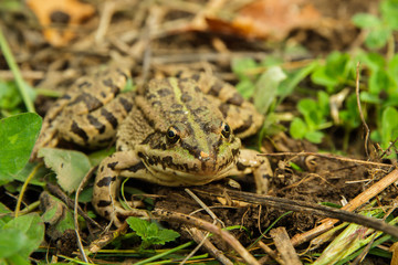 frog