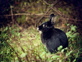 Black Rabbit
