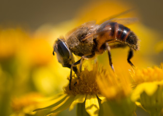 Biene sammelt Honig auf gelber Blüte