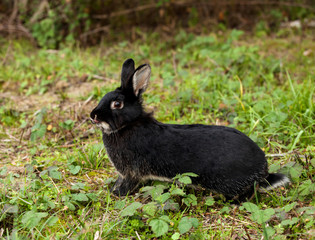 Naklejka na ściany i meble Black rabbit running in the forest.