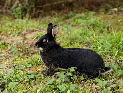 Black rabbit running in the forest.