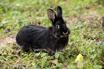 Black rabbit running in the forest.