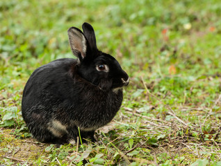 Black Rabbit
