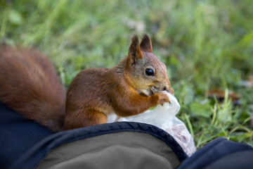 Squirrel eats a plastic bag with nuts. Squirrel stealing nuts from a bag.