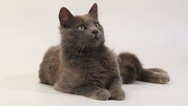 Chartreux Domestic Cat, Adult Laying against White Background, Looking around, Real Time