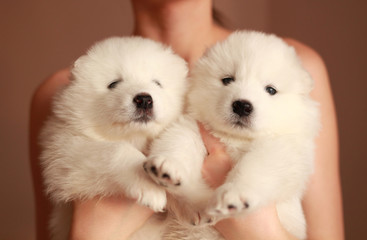 white puppies in hands