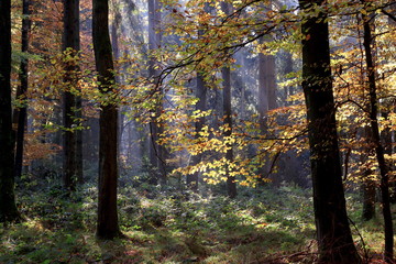 Lichteinfall im Herbstwald