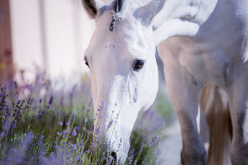 Portrait of tge white horse in lavender