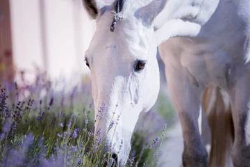 Foto op Aluminium Portrait of tge white horse in lavender © ashva