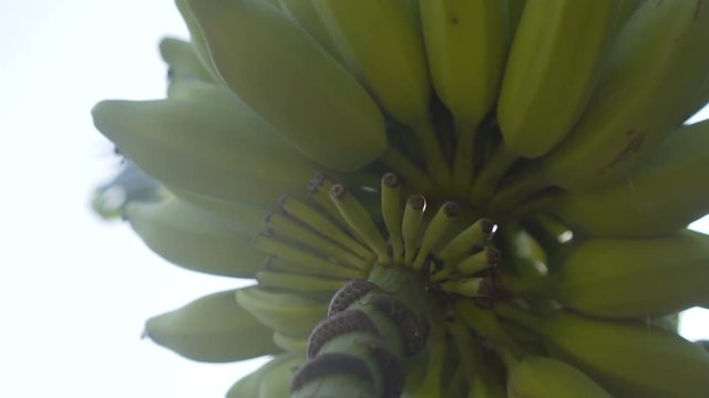 Banana tree with large harvest of green bananas over white sky background - video in slow motion