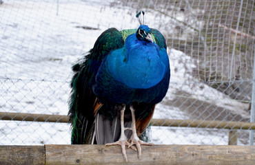 Blauer Pfau