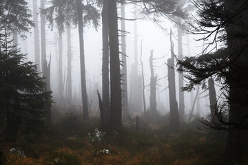 Mystisch dunkle Wälder im Hochharz am Brocken