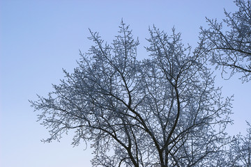 White frost covered tree crown in winter