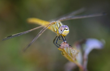 Dragonfly / Dragonfly Photography / Close-up Photography Dragonfly