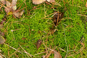 small pine cone on moss