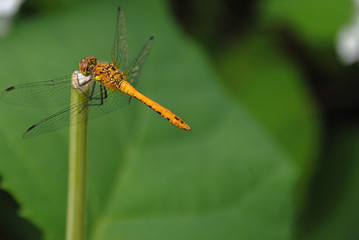 Przerwa w locie © Tomasz Wozny